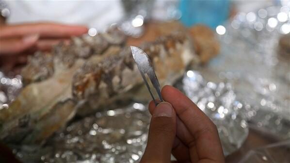 8,5 milyon yıllık fosillere cerrahi hassasiyet
