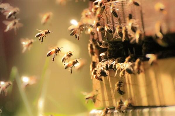 Koronavirüs için yapılan bal arısı yönteminde ölüm riski