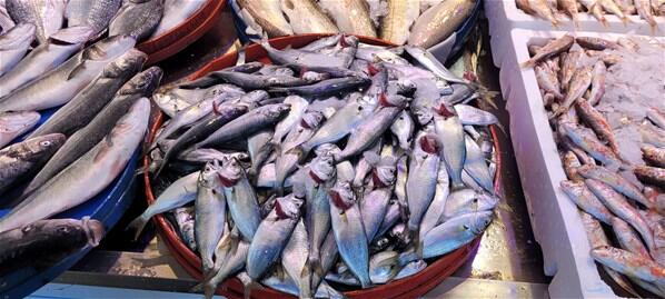 Hamsi avı azaldı, fiyatı arttı Kilosu 20 lira