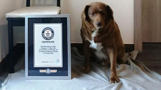 Bobi en yaşlı köpek olarak Guinness Dünya Rekorunu kırdı