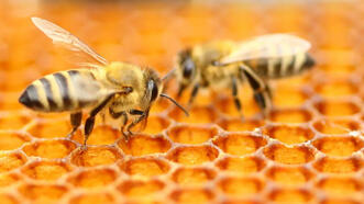 Arılar için üretildi, ilk aşı nasıl çalışıyor?