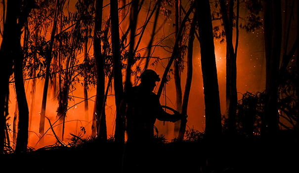 Söke'de orman yangını