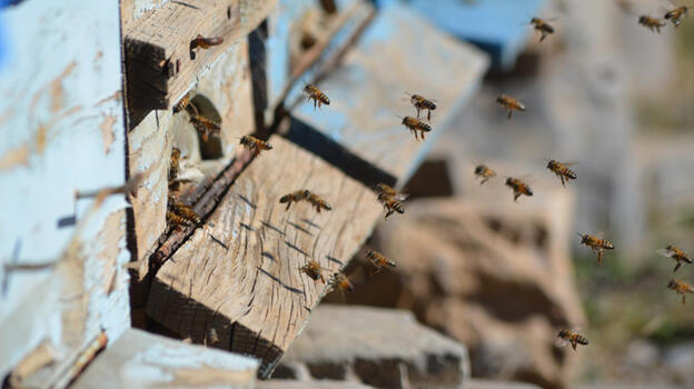 Küresel ısınma arıları da etkiledi