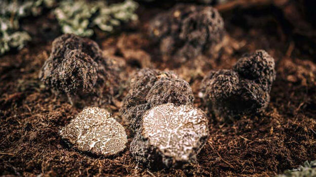 Fransa, İtalya ve Meksika'da süper besin savaşları! 'Siyah elmas'ın kilosu 3 bin dolar