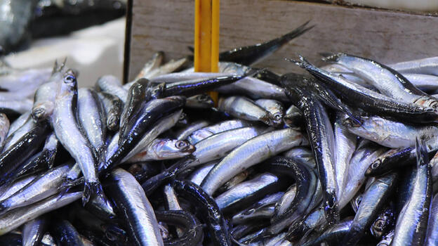 Balık fiyatları düştü! 'Kilosu 40 liradan satılıyor'