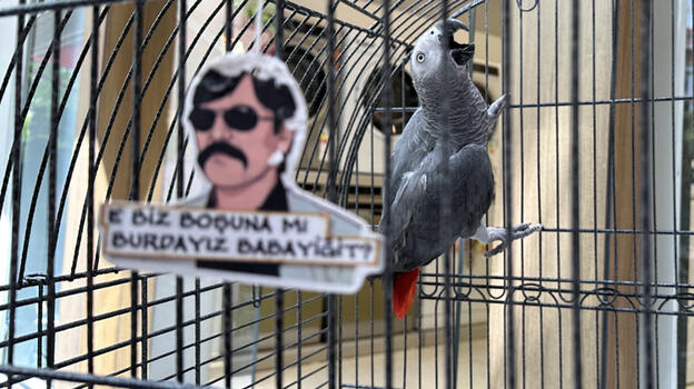 'Pala' isimli papağan kargalara imrendi, Türkçeyi unuttu