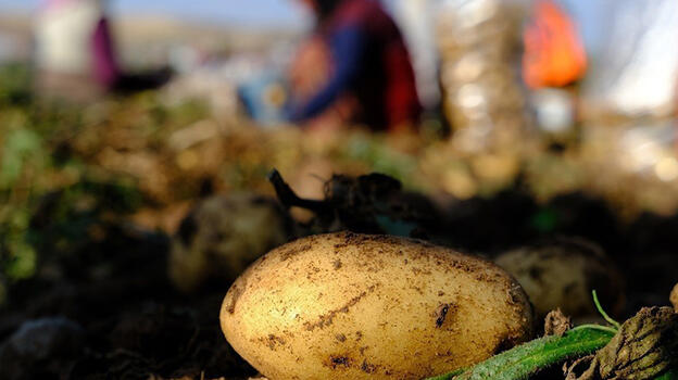 İstanbul'da mayıs ayının en fazla pahalanan ürünü patates oldu