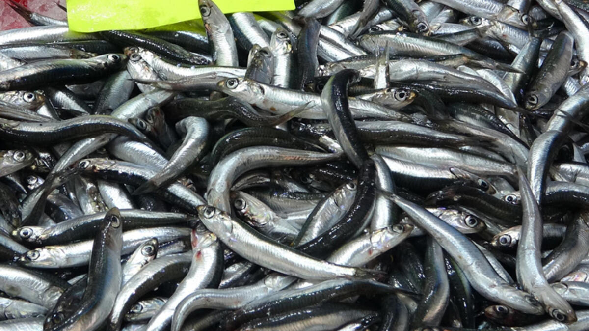 Boğazda hamsi avı yasaklandı Çanakkale'de lüferin kilosu 350 TL'ye düştü