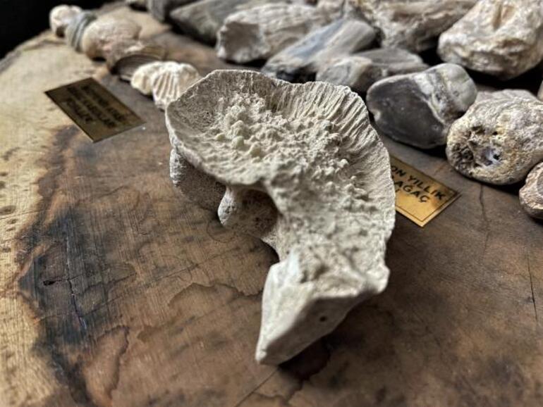 Mardinli kapıcı evini fosil müzesine çevirdi