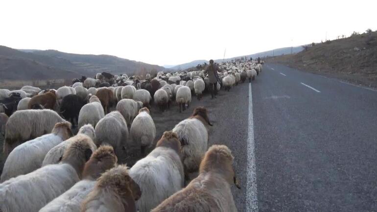 10 bin lira maaşla çalıştıracak çoban bulamıyorlar