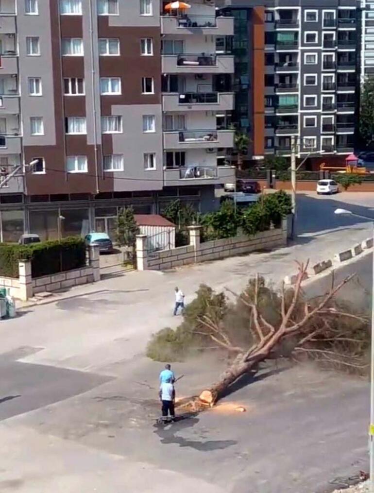 Bakan Kurum ve AK Partili Dağdan yarım asırlık ağaçların kesilmesine sert tepki