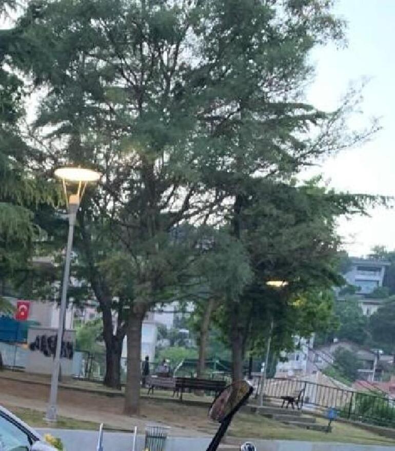Beşiktaş Ayazma Parkında tartışmalı ağaç kesimi