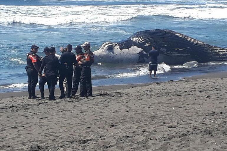 12 balina karaya vurdu Ölüm nedenleri deprem mi Uzmanlar gerçeği açıkladı