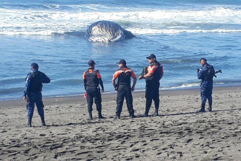 12 balina karaya vurdu Ölüm nedenleri deprem mi Uzmanlar gerçeği açıkladı