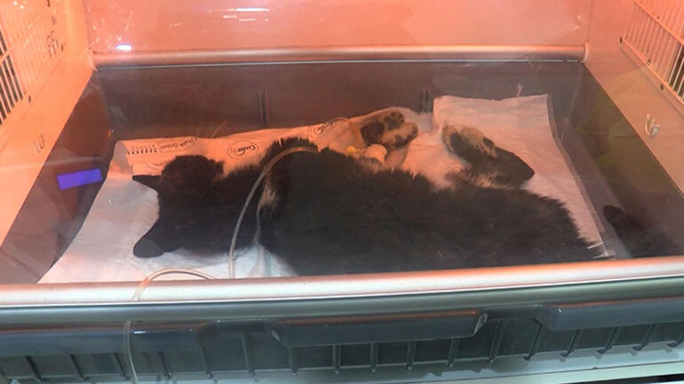 Kadıköyü ayağa kaldıran toplu kedi ölümü: Büyük bir katliam, soruşturma başlatıldı