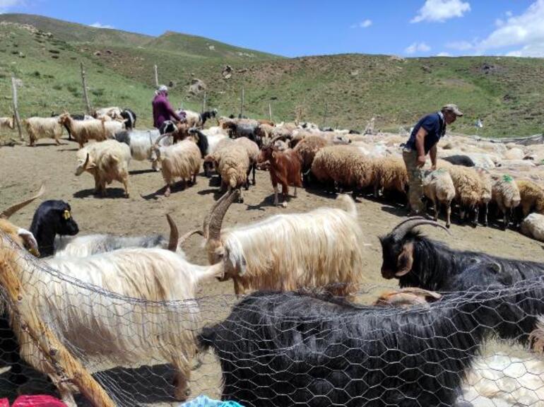 Yerli bulamayınca İrandan çoban getirdiler Maaşı 20 bin lira